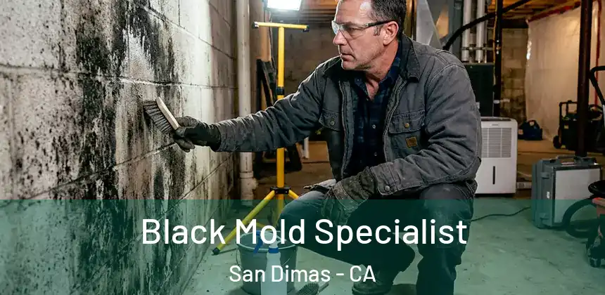 Black Mold Specialist San Dimas - CA
